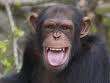 chimp smile