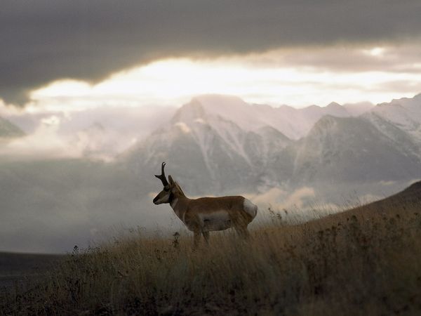 Vrste izumiru 10 puta brže nego ikad u&nbsp;prošlosti