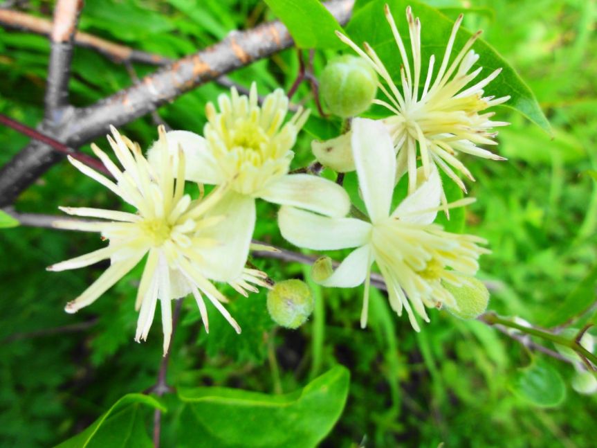 CVJETNA TERAPIJA ZA LJEPOTU I RADOST DUŠE Bachove cvjetne&nbsp;kapi