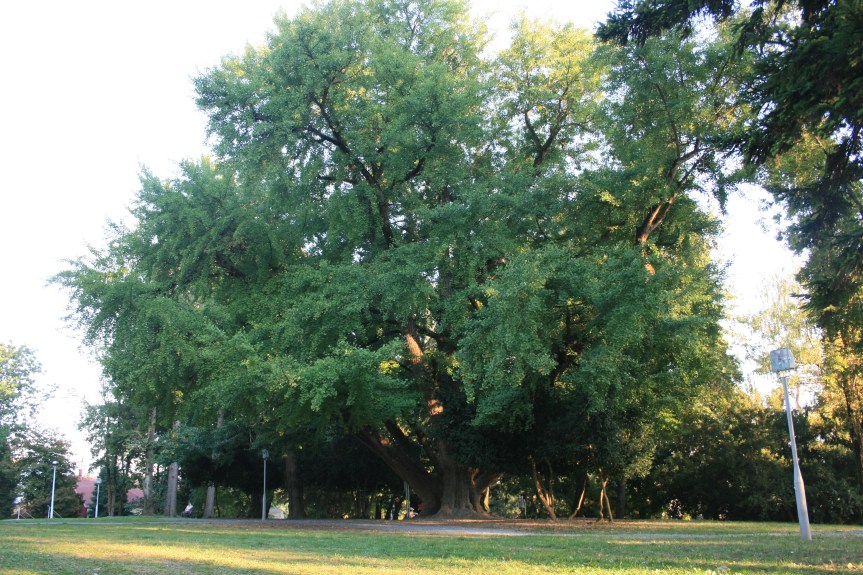 Tai chi u Maksimiru za kraj&nbsp;ljeta