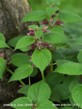 nedjelja 23.09., Tečaj o samoniklom bilju- jesenska&nbsp;sezona!