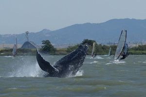Whale windsurfing