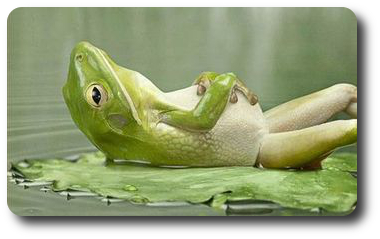 relaxed_frog_shadow